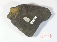 樹葉化石藏品圖，第3張